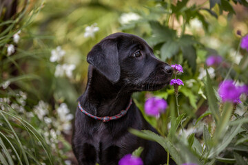 Labrador Welpe in Blumenwiese.