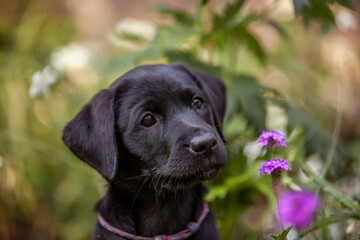 Labrador Welpe in Blumenwiese.