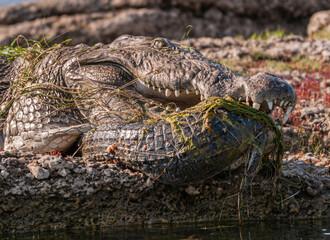 Fototapeta premium Agra, Uttar Pradesh, India - February 18, 2011: Chambal river. Closeup of huge crocodile with gharial in its mouth. Body of gharial in front.
