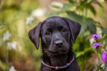 Labrador Welpe in Blumenwiese.