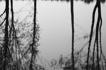 Trees reflected in water. Abstract background.  - obrazy, fototapety, plakaty