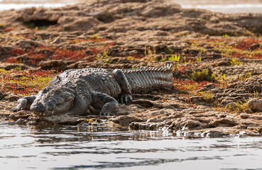 Agra, Uttar Pradesh, India - February 18, 2011: Chambal river. Closeup of huge crocodile looking...