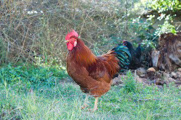 Traditional Turkish Long-crowing chicken or rooster.