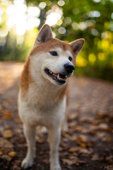Shiba Inu beim spazieren gehen im Wald.
