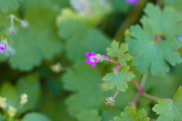 Round leaf crane's bill flower. Latin name ise geranium rotundifolium.