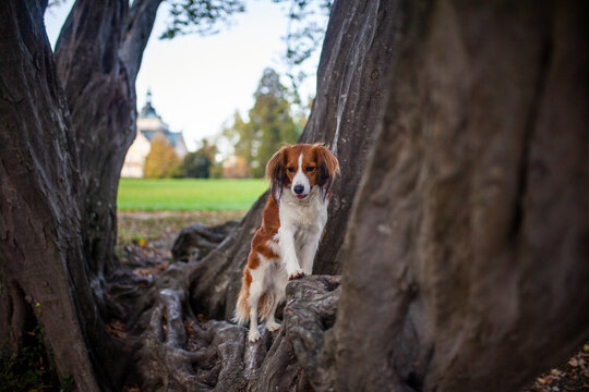 Kooikerhondjede in der Natur. Jagdhund beim spaziergang im park im Herbst