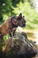 Französische Bulldogge steht auf einem Stein im Park.