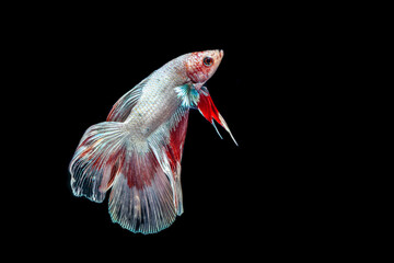 siamese fighting fish