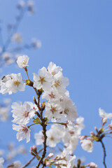 国分城山公園　青空を背景に桜	