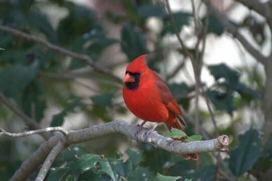 Cardinal red bird
