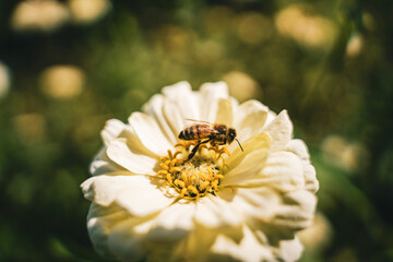 bee on a flower
