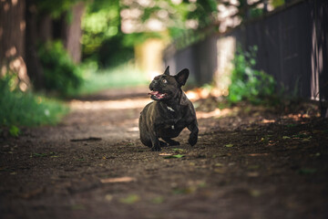 Französische Bulldogge liegt auf dem Boden im Wald.