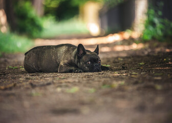 Französische Bulldogge liegt auf dem Boden im Wald.