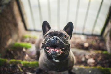 Französische Bulldogge sitzt auf Stiege und lächelt in die Kamera.