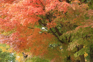 公園の紅葉