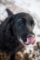 Flat coatet Retriver im Wald. Hund sitzt im Schnee.