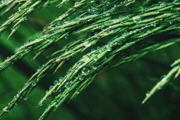 Fototapeta na wymiar Green grass in water drops after rain, closeup