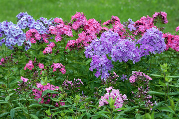Garden phlox flowers growing as blooming border plants