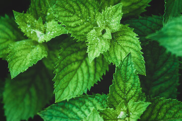 Fresh mint growing in the garden, high angle shot
