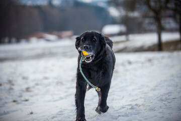 Naklejka premium Flat coatet Retriver auf einer verschneiten Wiese. Hund spielt mit seinem Ball.