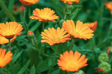 Orange Calendula flowers growing in the garden