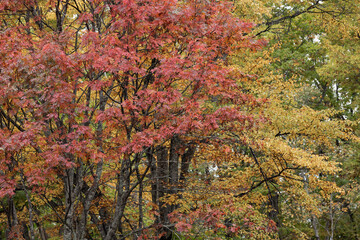 Fototapeta premium 紅葉