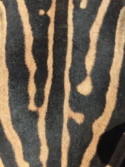 Close up of the back of a Burchell Zebra showing the unique stripes.  A zebra's stripes are as unique as a humans fingerprint.  The baby zebra "imprints" on the mothers pattern to identify her.  