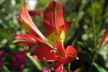 red and yellow flower