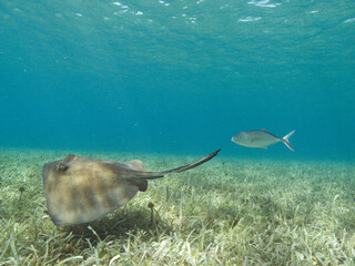 Stingray and tropical fish swimming in the blue Caribbean Sea