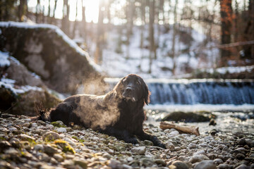 Labrador im Winter beim wasserfall. Retriever liegt schnee beim Wasser © lichtflut_photo