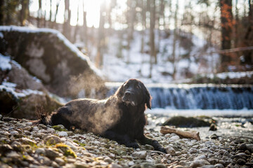 Labrador im Winter beim wasserfall. Retriever liegt schnee beim Wasser