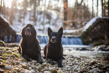 Obraz na płótnie Canvas Hunde Freunde bei einem Wasserfall. Deutscher Schäferhund und Labrador im Winter