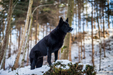 Stolzer schwarzer deutscher Schäferhund im Winter