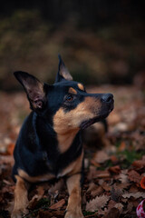 Potrait von einem Australian Kelpie im Herbst. australischer schwarzer Hund im Laub. 