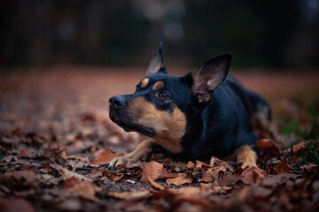 Potrait von einem Australian Kelpie im Herbst. australischer schwarzer Hund im Laub. 