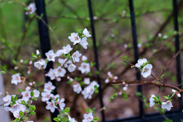 Blossom tree. Nature background in sunny day. Spring flowers. Beautiful Orchard and abstract blurred background. Concept for springtime.