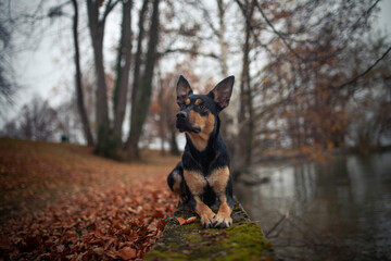 Potrait von einem Australian Kelpie im Herbst. australischer schwarzer Hund im Laub. 