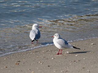 仲の良さそうな二羽のカモメ