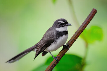 Pied Fantail