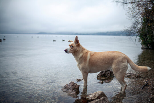 Mischling Hund steht beim See. Heller Hund mit blauen augen in der Natur beim Wasser