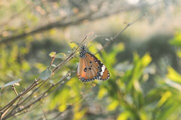 butterfly on dry limb