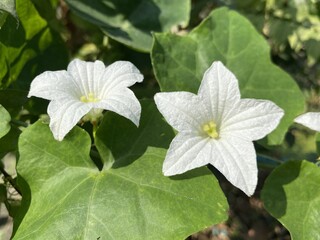 Ivy Gourd flower in nature garden