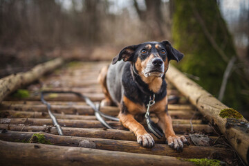Portrait von einem Mischling Hund im Wald. Spaziergang mit einem mixed breed an der Leine