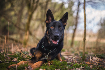 Portrait von einem deutschen schäferhund in der Natur. Schwarzer hirte hund draußen im Wald und beim See.