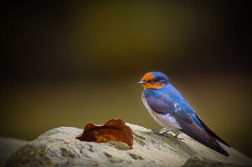 Pacific Swallow