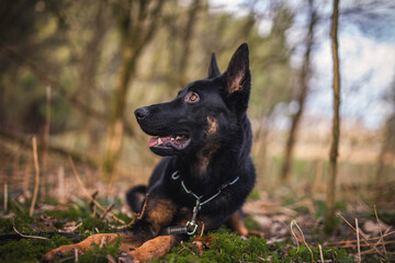 Portrait von einem deutschen schäferhund in der Natur. Schwarzer hirte hund draußen im Wald und beim See.