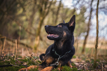 Portrait von einem deutschen schäferhund in der Natur. Schwarzer hirte hund draußen im Wald und beim See.