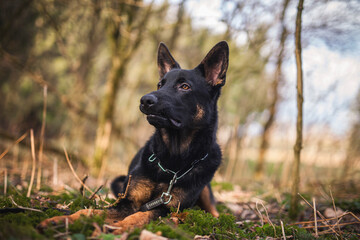 Naklejka premium Portrait von einem deutschen schäferhund in der Natur. Schwarzer hirte hund draußen im Wald und beim See.