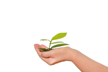 Fototapeta na wymiar Hand holds plant sprout isolate.