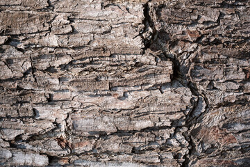 Tree bark background